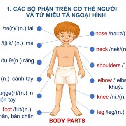 Vocabulary and structures about body parts, appearance, and personality