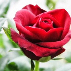 Hoa hồng tặng Rose - 1001 câu chuyện cảm động